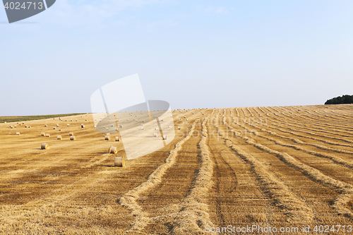 Image of field of wheat