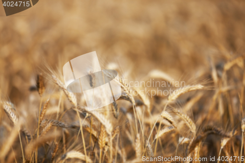 Image of straw in the field