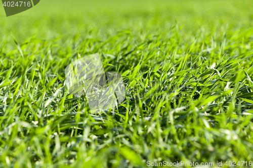 Image of young grass plants, close-up