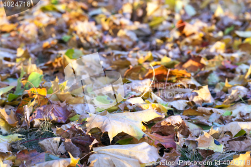 Image of autumn in the park