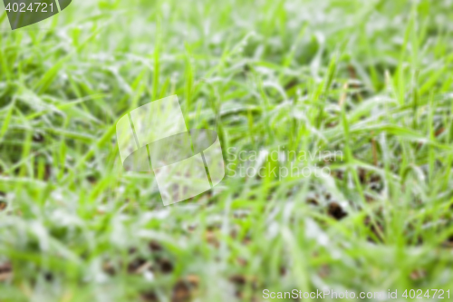 Image of young grass plants, close-up