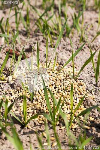 Image of cereal field in spring