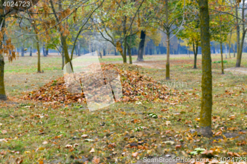 Image of autumn in the park