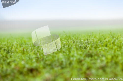 Image of young grass plants, close-up