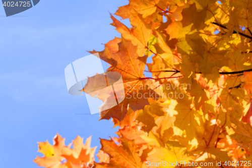 Image of autumn in the park