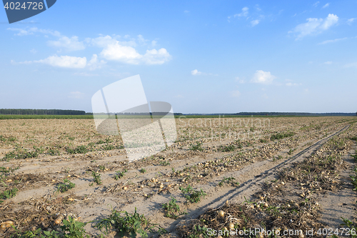 Image of Harvesting onion field