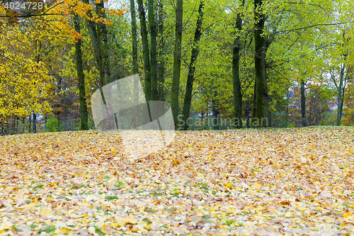 Image of autumn in the park