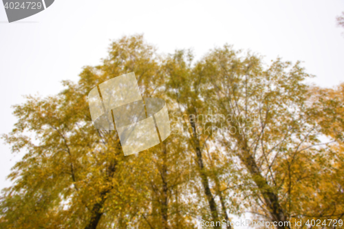 Image of autumn in the park