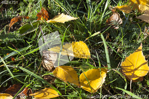 Image of autumn foliage, water drop