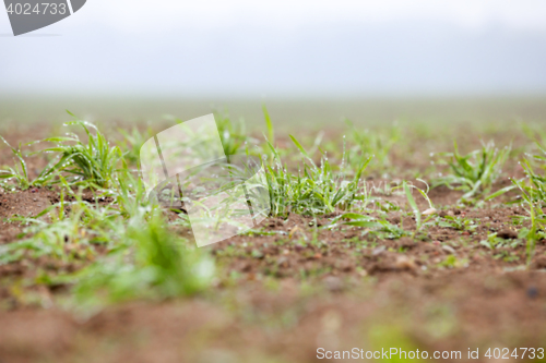 Image of young grass plants, close-up