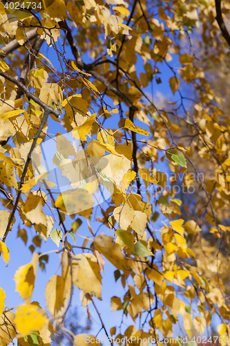 Image of birch tree in autumn