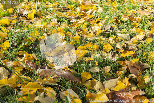 Image of yellow foliage, autumn