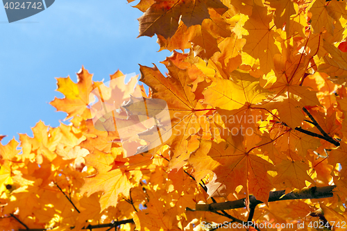 Image of autumn in the park