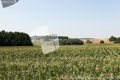 Image of Corn field, forest