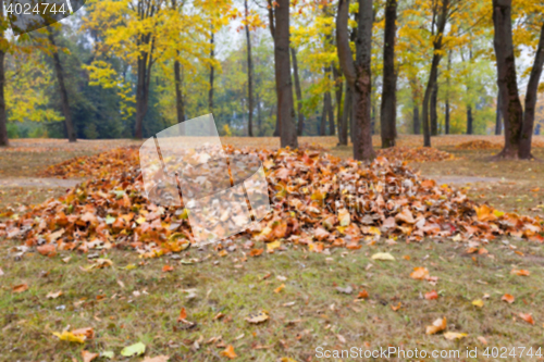 Image of autumn in the park