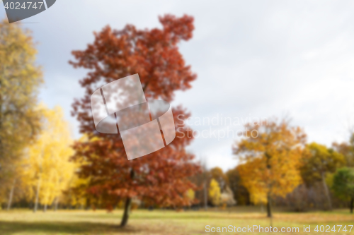 Image of autumn in the park