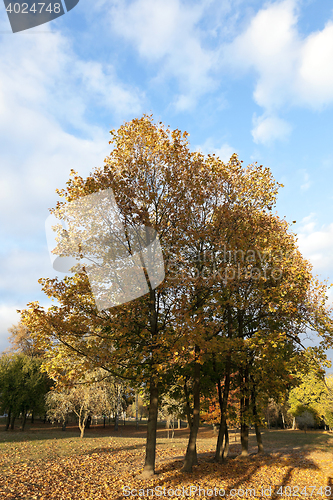 Image of yellowing leaves on the trees