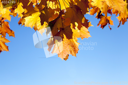 Image of autumn in the park