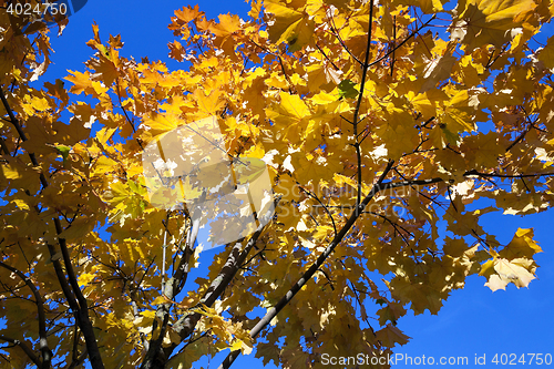 Image of yellowing leaves on the trees