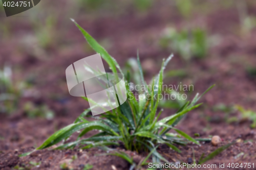 Image of young grass plants, close-up