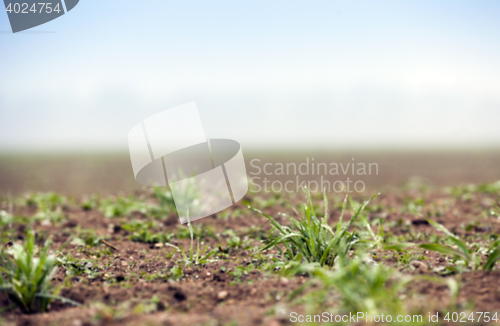 Image of young grass plants, close-up