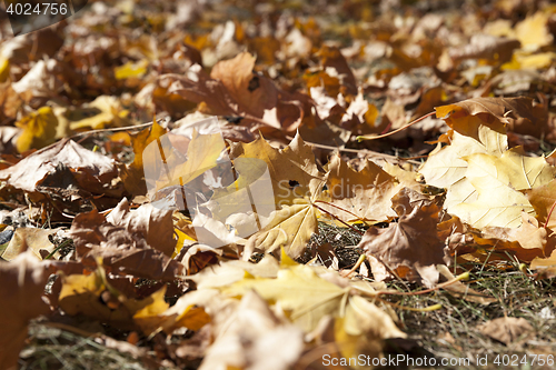 Image of fallen leaves in autumn