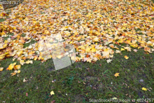 Image of autumn in the park