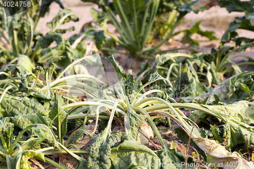 Image of Sugar beet in drought