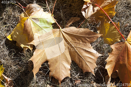 Image of yellowing leaves on the trees