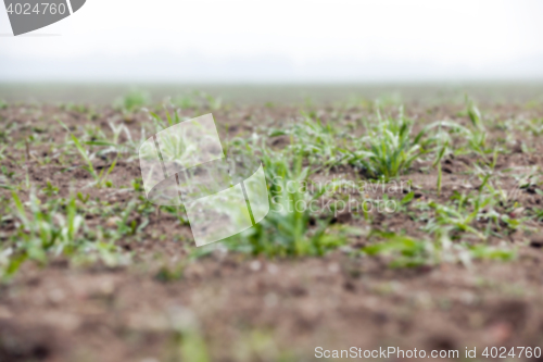 Image of young grass plants, close-up