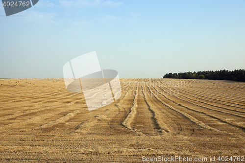 Image of Field after harvest