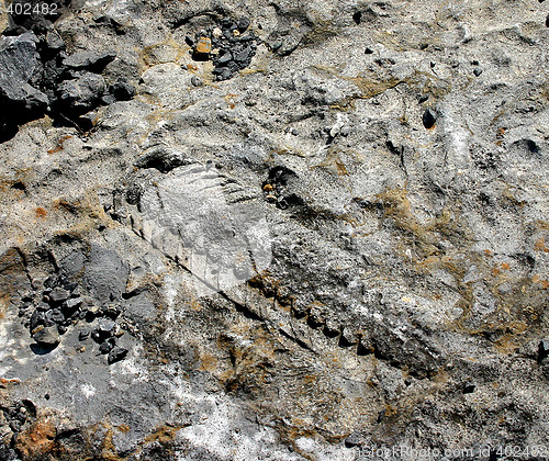 Image of Fossile, Langøya, Norway