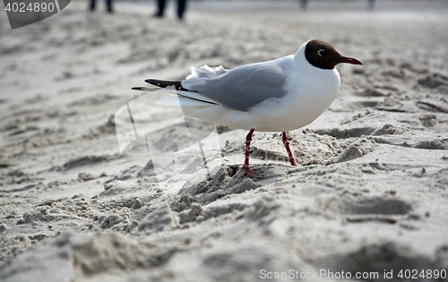 Image of Dove at the beach in Zingst, Darss, Germany