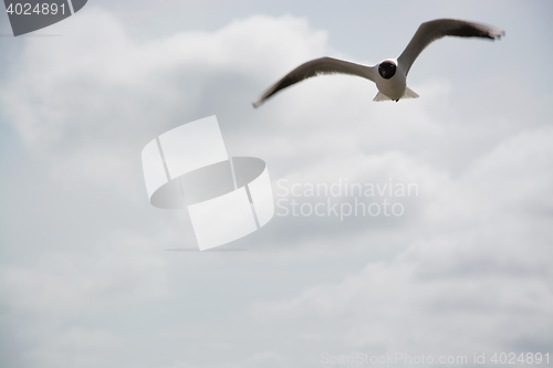 Image of Dove at the beach in Zingst, Darss, Germany