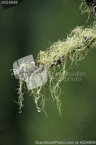 Image of Lichen