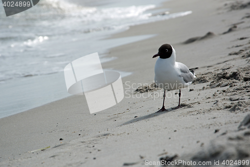 Image of Dove at the beach in Zingst, Darss, Germany