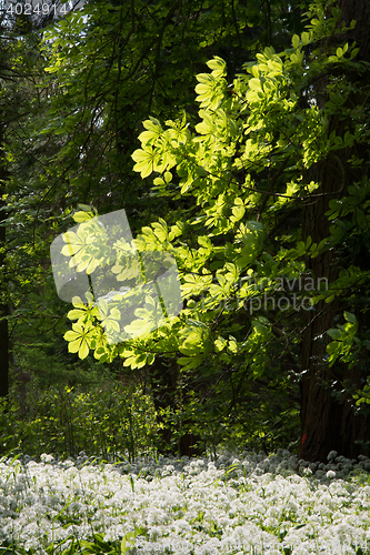 Image of Putbus, Ruegen, Germany