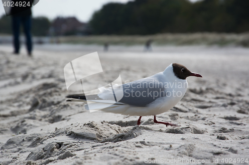 Image of Dove at the beach in Zingst, Darss, Germany