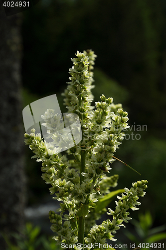 Image of White Hellebore (Veratrum album) 