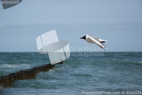 Image of Dove at the beach in Zingst, Darss, Germany