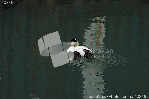 Image of Common eider at Svalbard