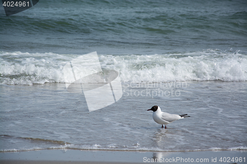 Image of Dove at the beach in Zingst, Darss, Germany