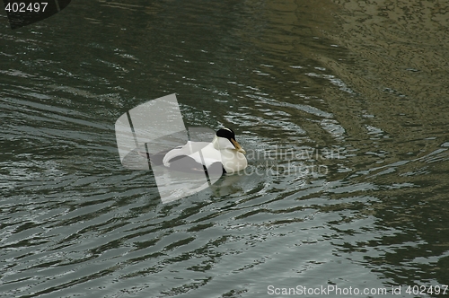 Image of Common eider in Longyearbyen