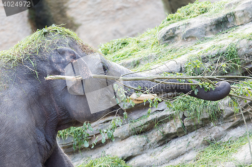 Image of Asian elephant playing