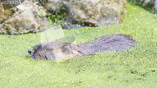 Image of Myocastor coypus, single mammal