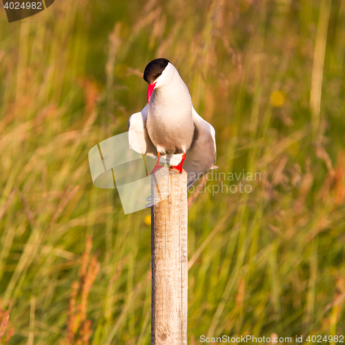 Image of Arctic tern resting, warm evening sunlight