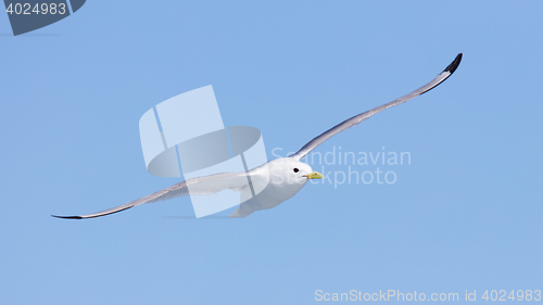 Image of Black-legged kittiwake flying