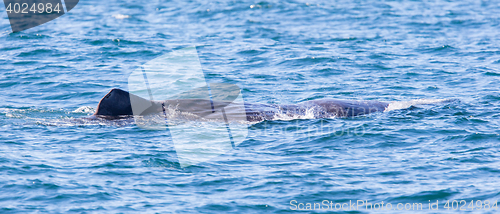 Image of Large Sperm Whale near Iceland