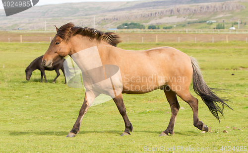 Image of Brown icelandic horse