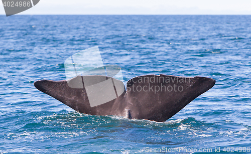 Image of Tail of a Sperm Whale diving